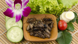 Všechny druhy hmyzu používané v potravinářství...