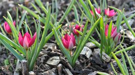 Tulipa humilis kvete v dubnu a dorůstá...