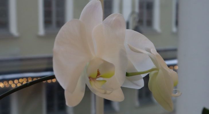 Orchideya 6.jpg