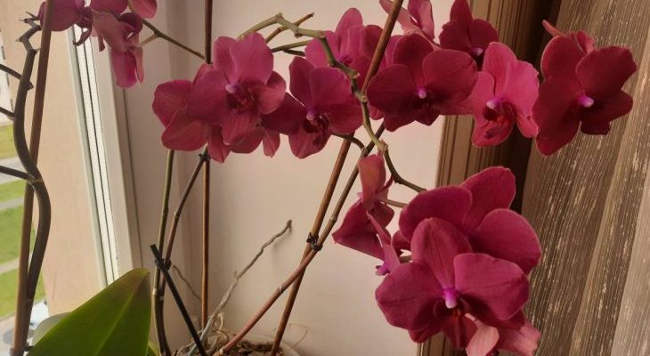 Orchideya 5.jpg