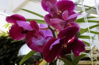 Orchideya 7.jpg
