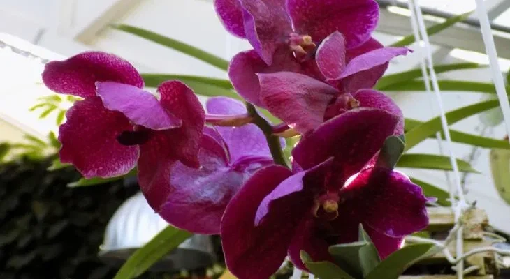 Orchideya 7.jpg