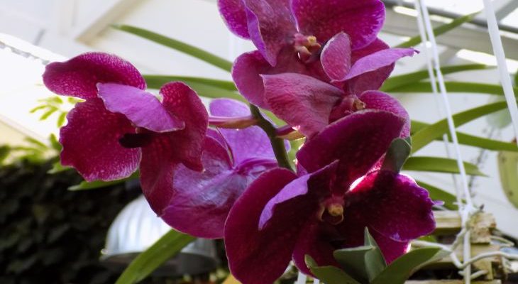 Orchideya 4.jpg