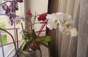 Orhidei.jpg