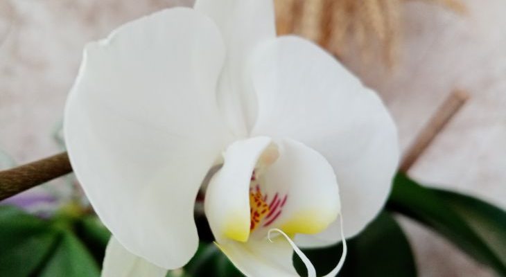 Orchidei 1.jpg