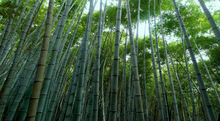 Bamboo Compressed.jpg
