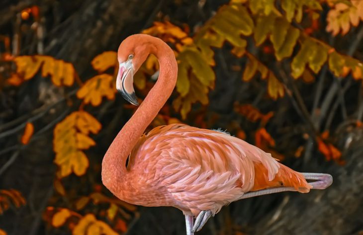 Flamingo Compressed.jpg