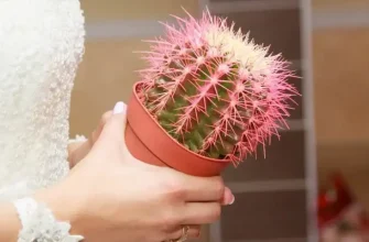 Kaktus.jpg