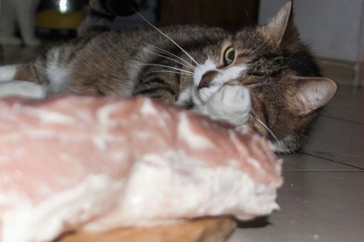 Kočka a maso