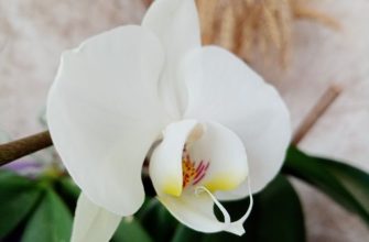 Orhideya 4.jpg