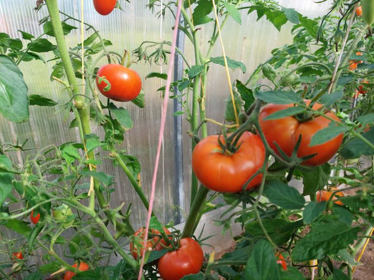 Pomidori 1.jpg