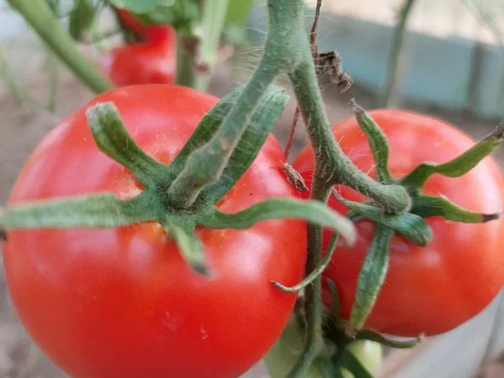 Pomidory.jpg