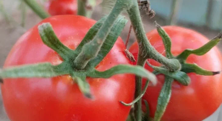 Pomidory 3.jpg