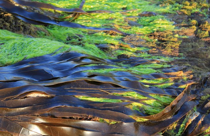 Seaweed Compressed.jpg