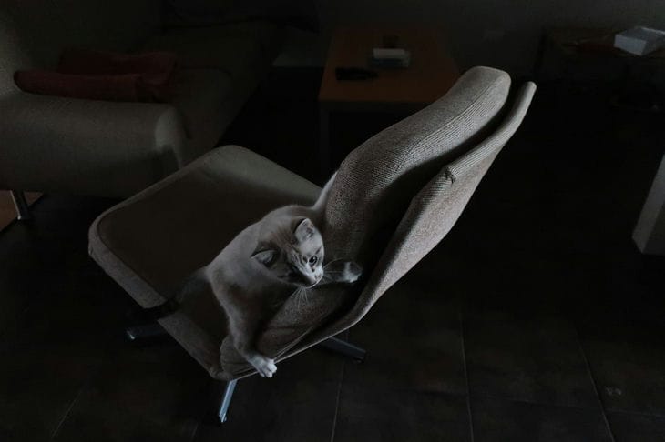 Kočka na židli