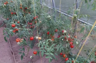 Tomaty 1.jpg